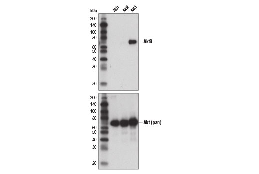  Image 12: Microglia Interferon-Related Module Antibody Sampler Kit