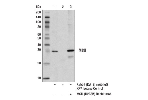 Immunoprecipitation Image 1: MCU (D2Z3B) Rabbit mAb
