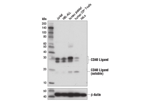  Image 4: Human T Cell Co-inhibitory and Co-stimulatory Receptor IHC Antibody Sampler Kit