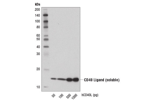 Western Blotting Image 2: CD40 Ligand (D5J9Y) Rabbit mAb