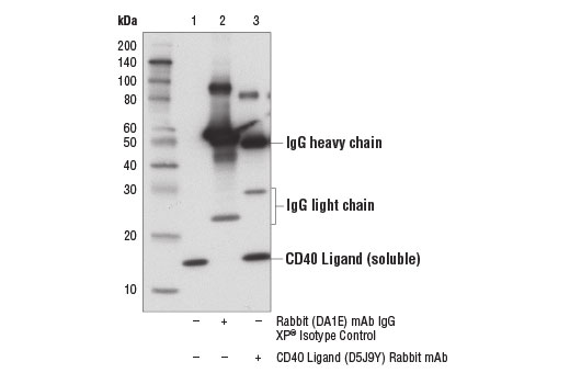 Immunoprecipitation Image 1: CD40 Ligand (D5J9Y) Rabbit mAb