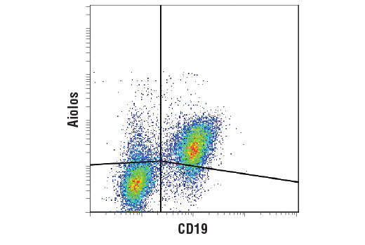 Flow Cytometry Image 1: Aiolos (D1C1E) Rabbit mAb (BSA and Azide Free)