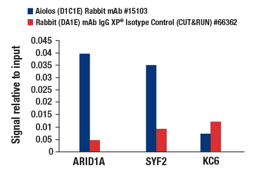 CUT and RUN Image 3: Aiolos (D1C1E) Rabbit mAb