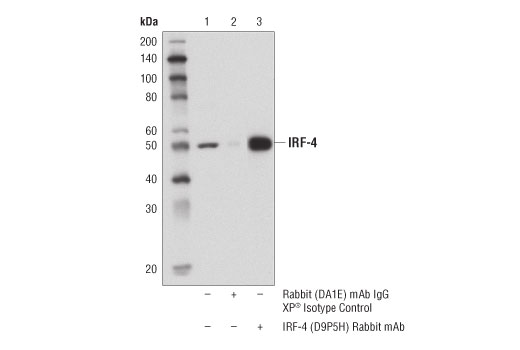 Immunoprecipitation Image 1: IRF-4 (D9P5H) Rabbit mAb