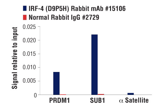 Chromatin Immunoprecipitation Image 3: IRF-4 (D9P5H) Rabbit mAb