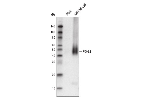 Western Blotting Image 1: PD-L1 (E1L3N®) XP® Rabbit mAb (Biotinylated)