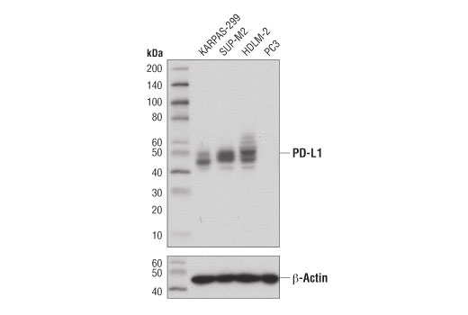 Western Blotting Image 1: PD-L1 (Extracellular Domain Specific) (E1J2J™) Rabbit mAb
