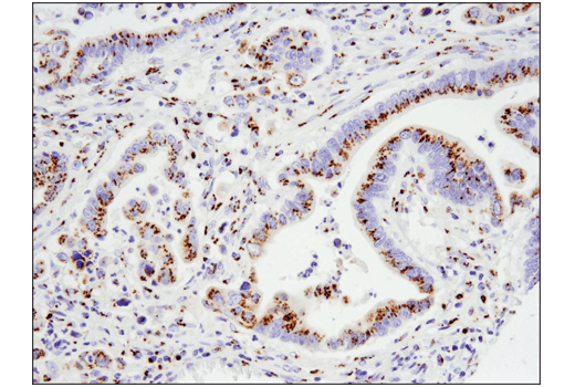 Immunohistochemistry Image 1: FAM3C (D1S2D) XP® Rabbit mAb