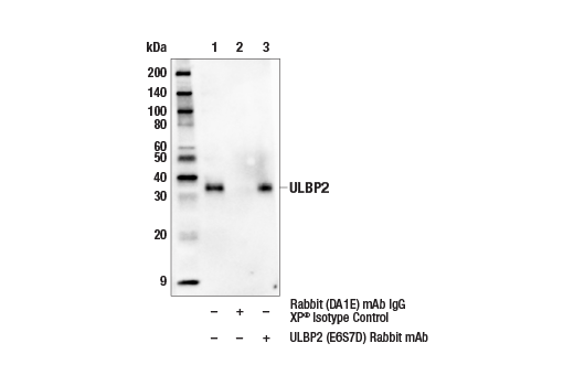 Immunoprecipitation Image 1: ULBP2 (E6S7D) Rabbit mAb