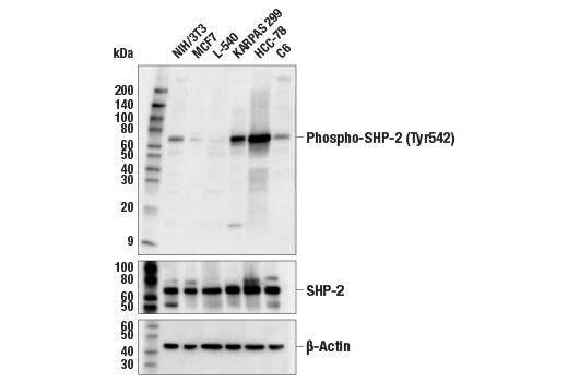 Western Blotting Image 1: Phospho-SHP-2 (Tyr542) (E8D6V) Rabbit mAb