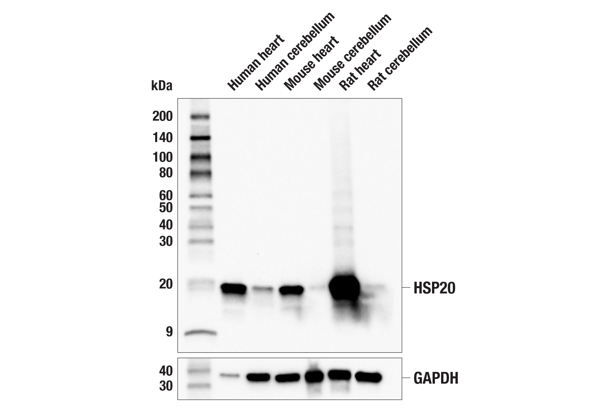 Western Blotting Image 1: HSP20 (E9Z1O) Rabbit mAb