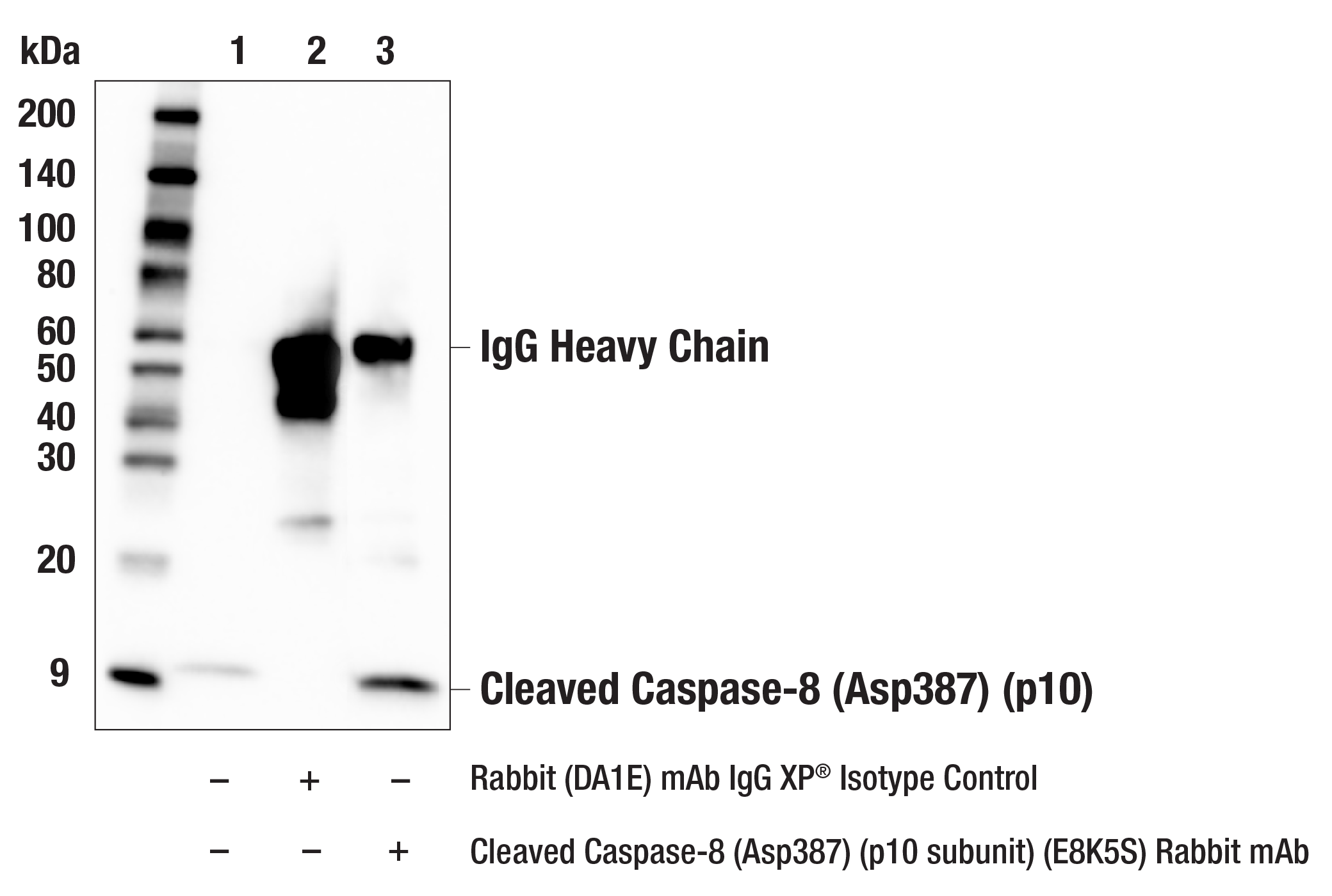 Immunoprecipitation Image 1: Cleaved Caspase-8 (Asp387) (p10 subunit) (E8K5S) Rabbit mAb