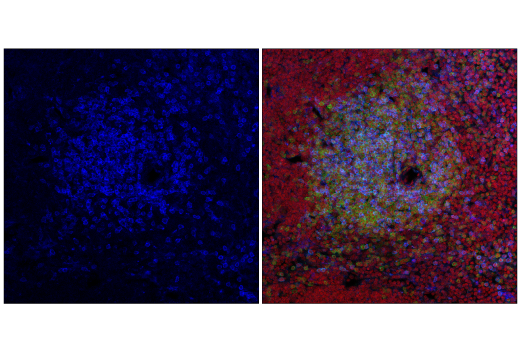 Immunofluorescence Image 1: CD8α (2.43) Rat mAb (violetFluor™ 450 Conjugate)