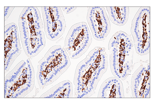  Image 50: Mouse Microglia Marker IF Antibody Sampler Kit