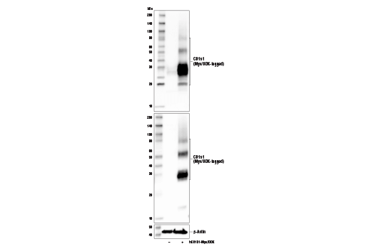 Western Blotting Image 1: CD151 Antibody