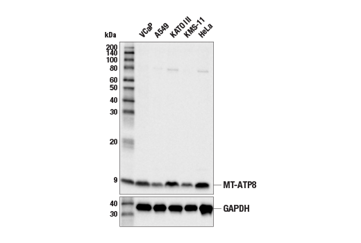 Western Blotting Image 2: MT-ATP8 Antibody