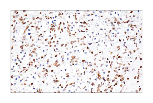 Immunohistochemistry Image 5: Lamin B1 (E6M5T) Rabbit mAb