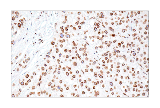 Immunohistochemistry Image 6: Lamin B1 (E6M5T) Rabbit mAb