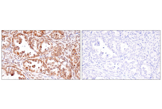 Immunohistochemistry Image 8: Lamin B1 (E6M5T) Rabbit mAb