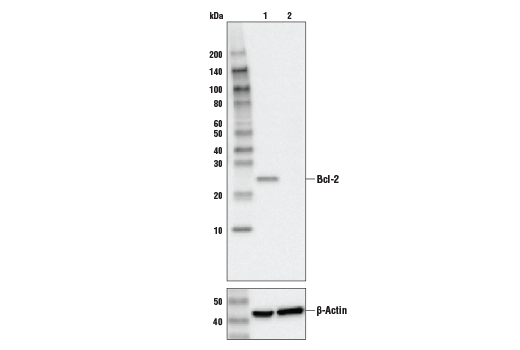 Western Blotting Image 1: Bcl-2 (124) Mouse mAb (BSA and Azide Free)