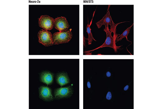 Immunofluorescence Image 1: Complexin-1 (D5Q5H) Rabbit mAb