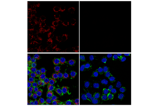 Immunofluorescence Image 4: CD68 (E3O7V) Rabbit mAb (Alexa Fluor® 647 Conjugate)