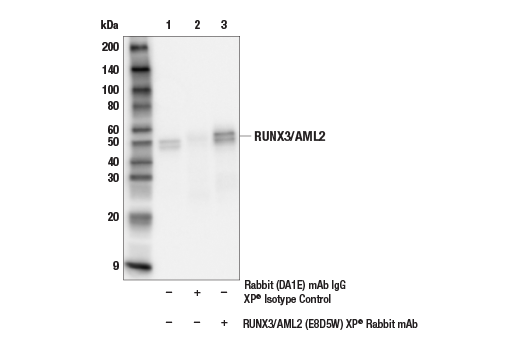 Immunoprecipitation Image 1: RUNX3/AML2 (E8D5W) XP® Rabbit mAb