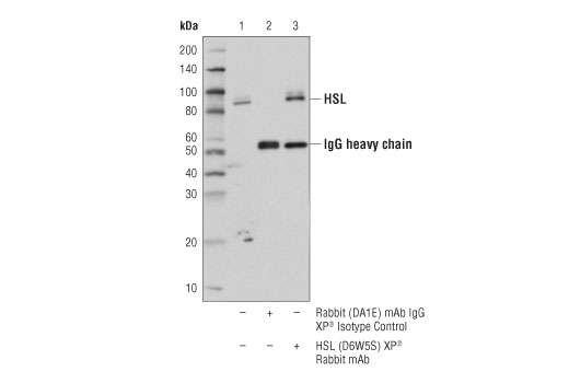  Image 13: Lipolysis Activation Antibody Sampler Kit