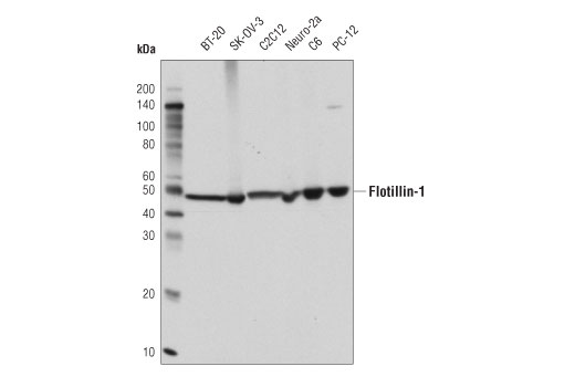  Image 2: Mouse Reactive Exosome Marker Antibody Sampler Kit