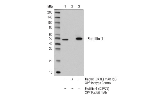  Image 9: Mouse Reactive Exosome Marker Antibody Sampler Kit