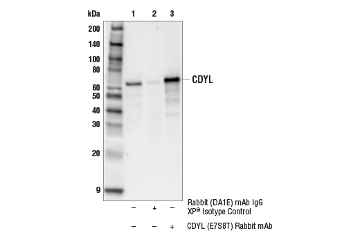 Immunoprecipitation Image 1: CDYL (E7S8T) Rabbit mAb