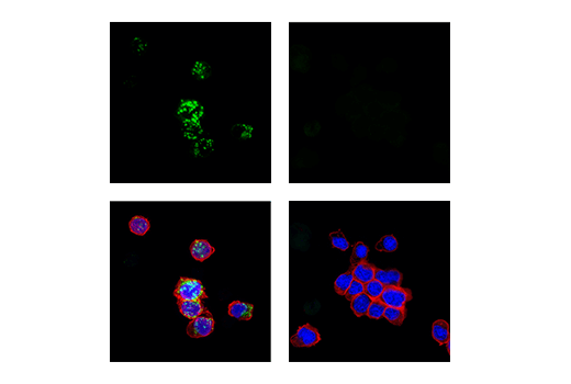 Immunofluorescence Image 2: 4-1BB/CD137/TNFRSF9 (E2J5H) XP® Rabbit mAb