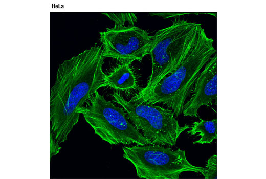 Immunofluorescence Image 1: β-Actin (D6A8) Rabbit mAb (BSA and Azide Free)
