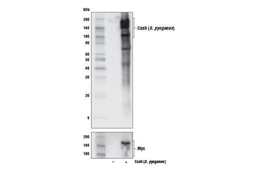 Western Blotting Image 1: Cas9 (S. pyogenes) (E7M1H) XP® Rabbit mAb (BSA and Azide Free)