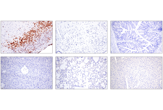 Immunohistochemistry Image 1: Cas9 (S. pyogenes) (E7M1H) XP® Rabbit mAb (BSA and Azide Free)