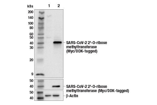 Western Blotting Image 1: SARS-CoV-2 2'-O-ribose Methyltransferase (E6N2C) Rabbit mAb