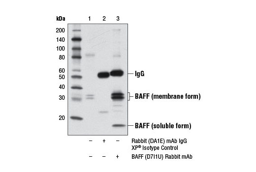 Immunoprecipitation Image 1: BAFF (D7I1U) Rabbit mAb