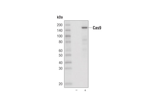 Western Blotting Image 1: Cas9 (7A9-3A3) Mouse mAb (Biotinylated)