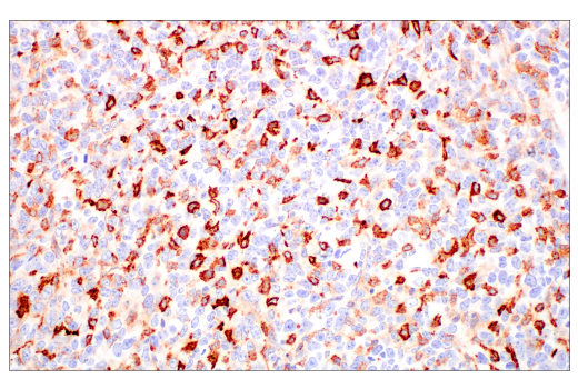 Immunohistochemistry Image 1: FcRn (E4D5I) Rabbit mAb