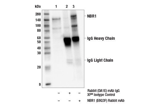 Immunoprecipitation Image 1: NBR1 (E6Q3F) Rabbit mAb