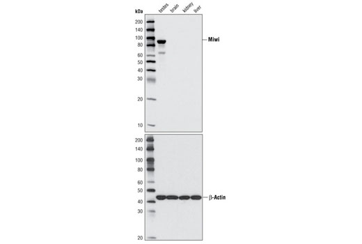 Western Blotting Image 1: Miwi (D478) Antibody