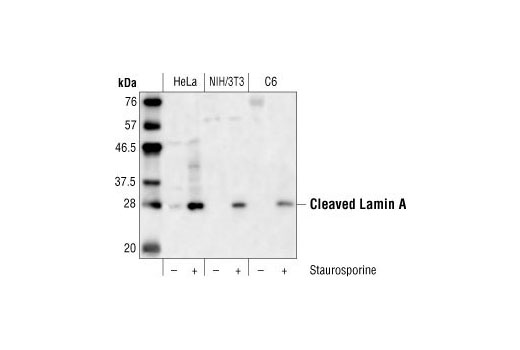 Western Blotting Image 1: Cleaved Lamin A (Small Subunit) Antibody