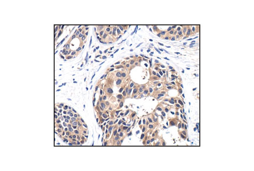 Immunohistochemistry Image 2: PP2A C Subunit Antibody