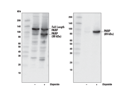 Image 2: Jurkat Apoptosis Cell Extracts (etoposide)