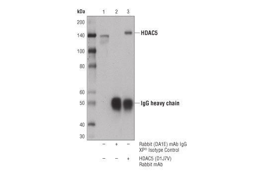  Image 7: Class II HDAC Antibody Sampler Kit