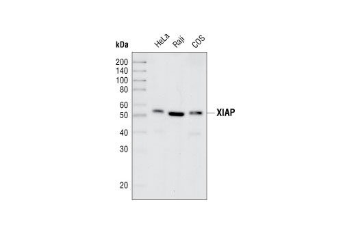  Image 3: IAP Family Antibody Sampler Kit