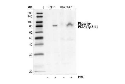 Western Blotting Image 1: Phospho-PKCdelta (Tyr311) Antibody