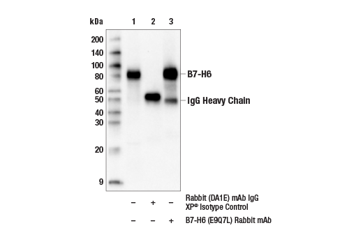 Immunoprecipitation Image 1: B7-H6 (E9Q7L) Rabbit mAb