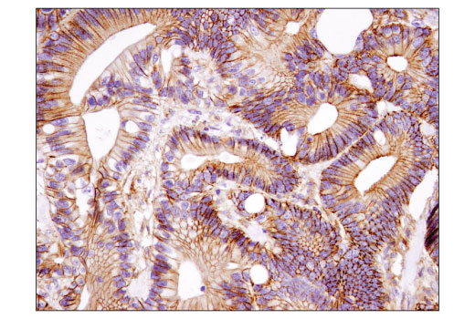  Image 34: Microglia Cross Module Antibody Sampler Kit