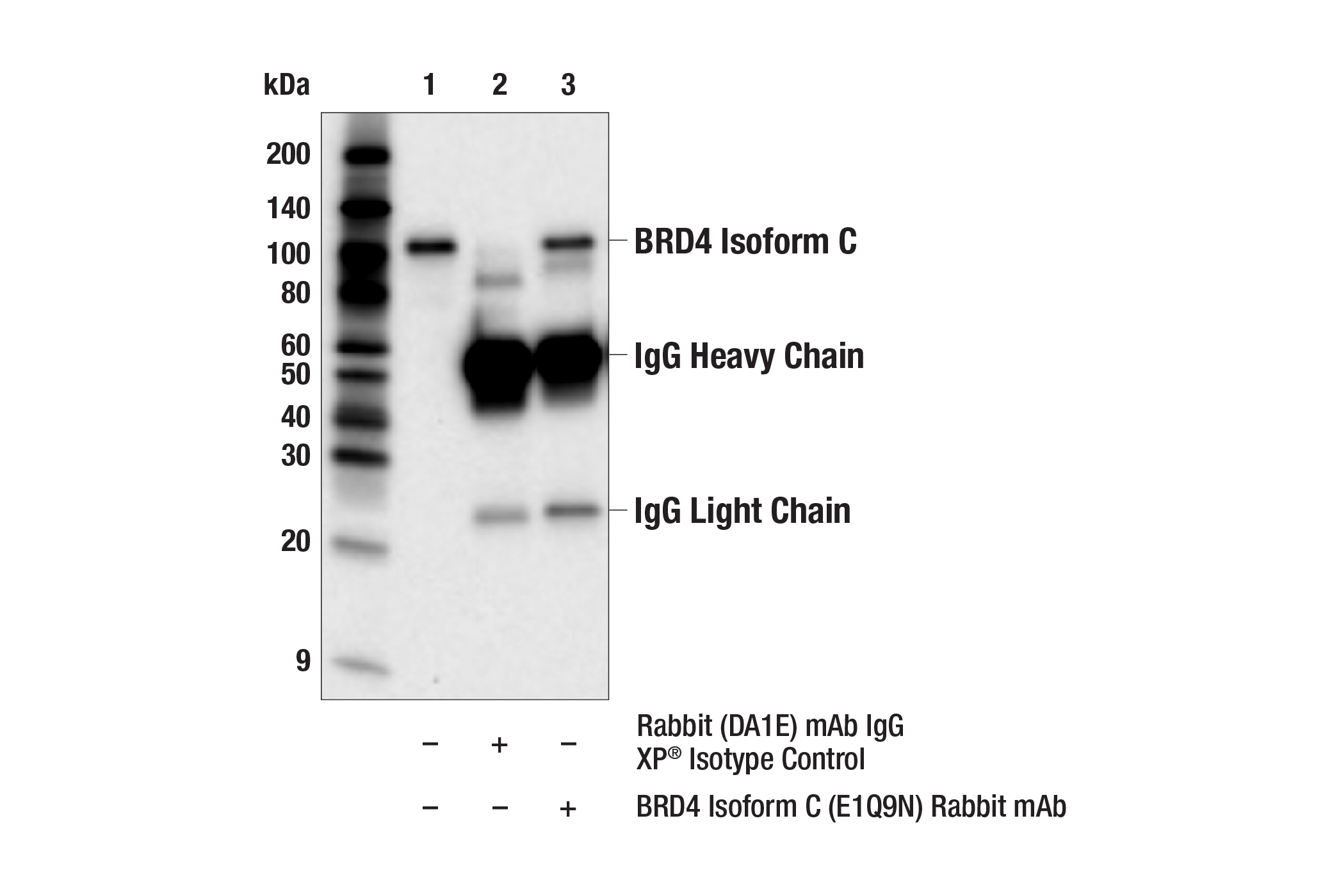 Immunoprecipitation Image 1: BRD4 Isoform C (E1Q9N) Rabbit mAb